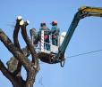 mobile Tree Removal Services